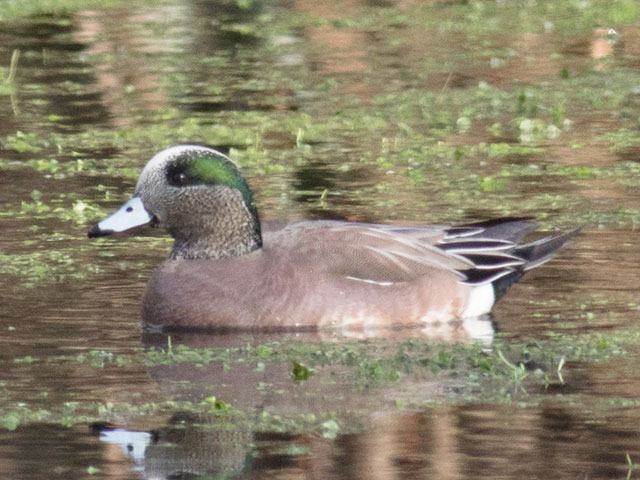 American Wigeon - 12/26/2017, Hughesville &copy; David Brown