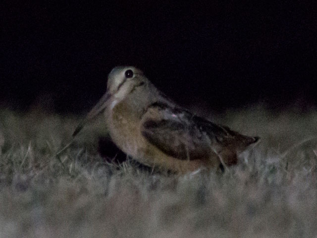 American Woodcock - 4/2/2014, Montoursville Cemetery &copy; David Brown