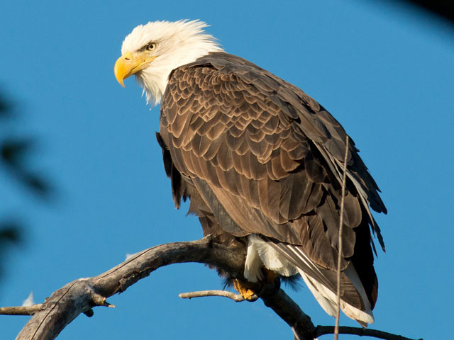 Bald Eagle - 10/10/2016, Williamsport Dam &copy; David Brown