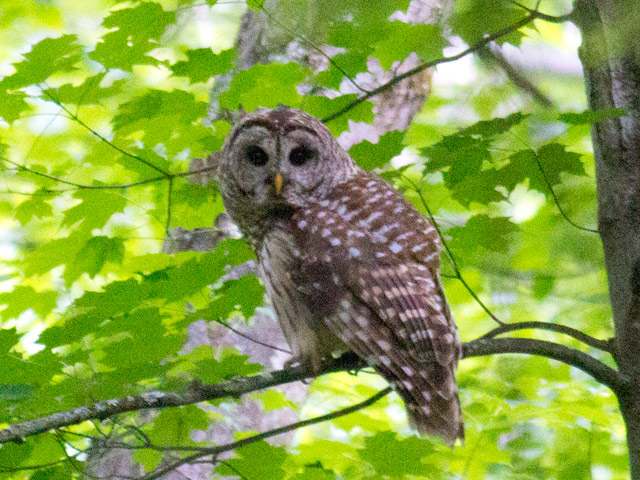 Barred Owl - 6/15/2016, Williamsport Water Authority &copy; David Brown