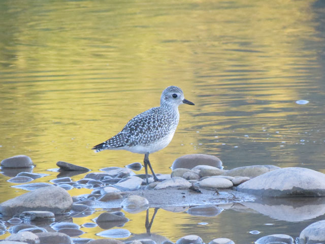 Black-bellied Plover - 9/14/2015