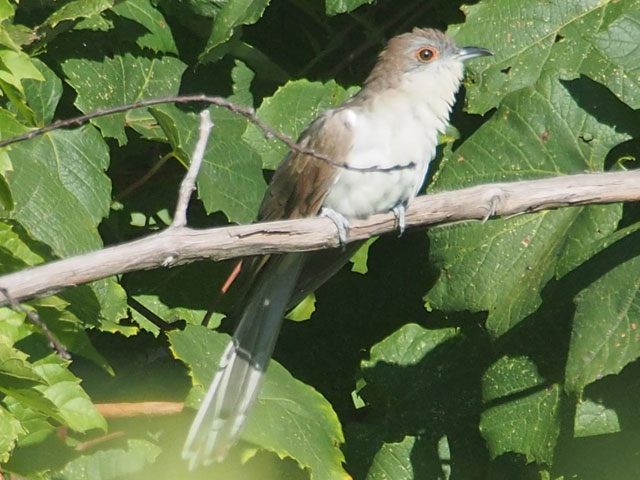 Black-billed Cuckoo - 9/3/2016, Route 15 Overlook &copy; Bobby Brown