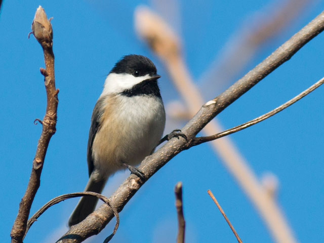 Black-capped Chickadee - 2/2/2016, Rose Valley Lake &copy; David Brown
