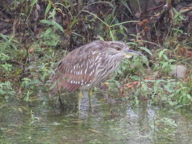 Black-crowned Night Heron - 10/29/2017, Williamsport Dam &copy; Bobby Brown