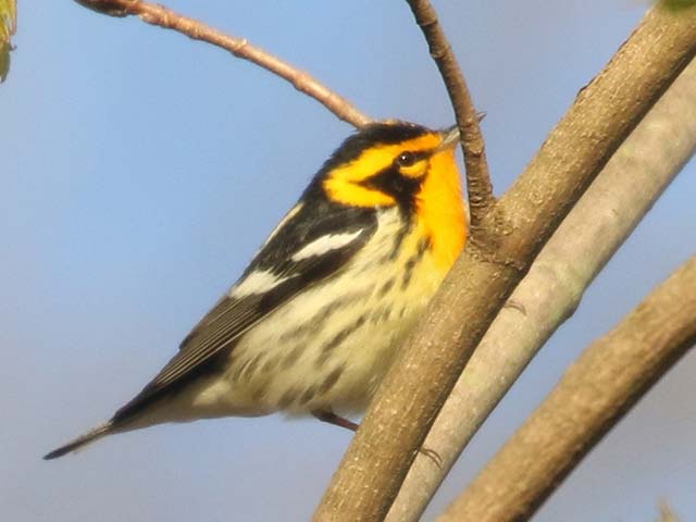 Blackburnian Warbler - 5/2/2018, Mill St. &copy; Bobby Brown