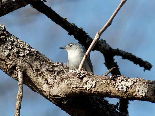 Blue-gray Gnatcatcher - 4/18/2015, Williamsport Water Authority &copy; David Brown
