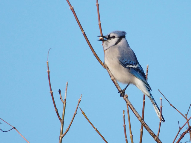 Blue Jay - 2/7/2016, Montoursville &copy; Bobby Brown