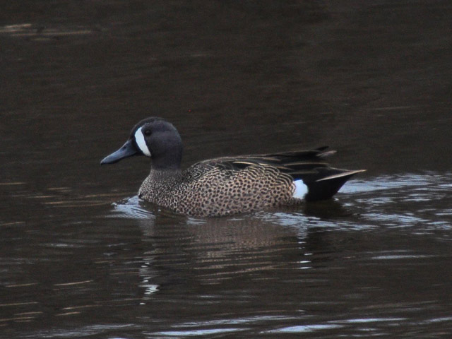 Blue-winged Teal - 4/13/2013, Rose Valley Lake &copy; Steve Pinkerton