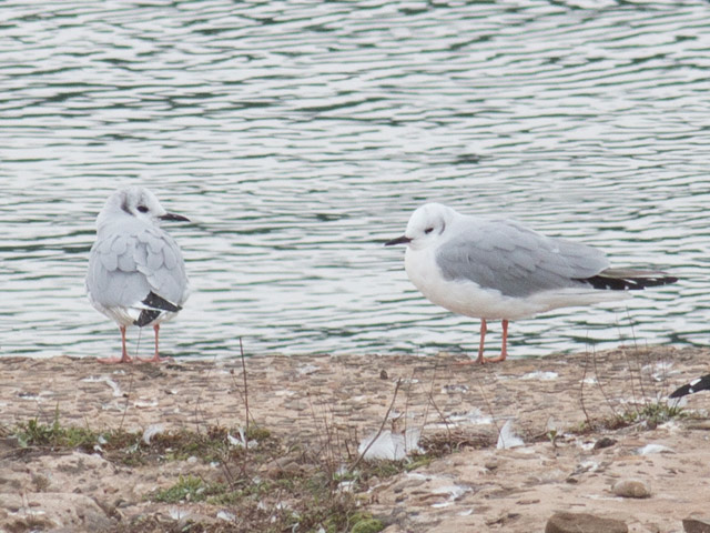 Bonaparte's Gulls - 3/19/2016, Williamsport Dam &copy; David Brown
