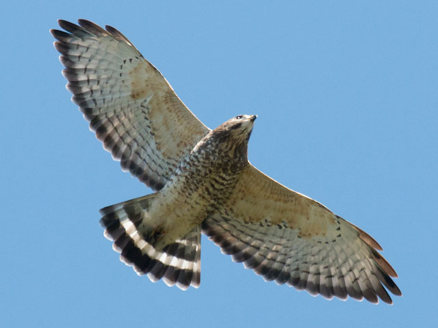 Adult Broad-winged Hawk - 9/20/2016, Route 15 Overlook &copy; David Brown