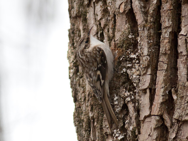 Brown Creeper - 1/15/2016, Williamsport Water Authority &copy; David Brown
