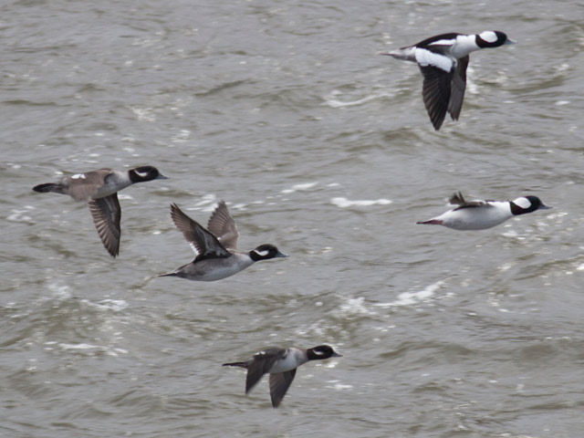 Buffleheads - 10/29/2015, Williamsport Dam &copy; David Brown