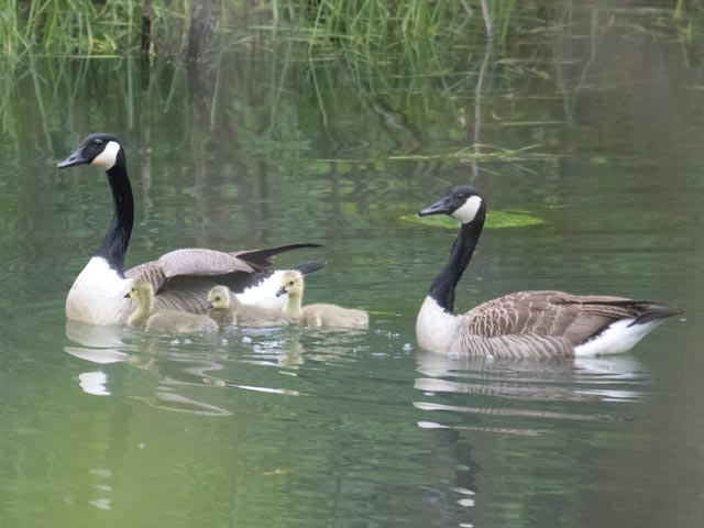 Canada Geese - 5/13/2017, Haleeka Wetlands &copy; David Brown