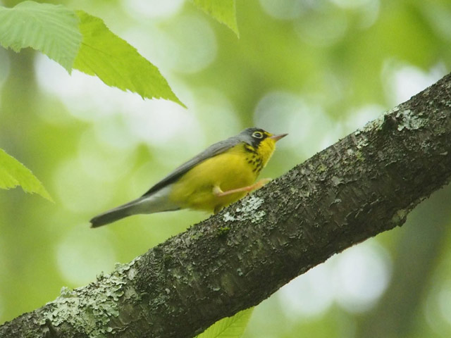 Canada Warbler - 5/18/2016, Upper Pine Bottom State Park &copy; Bobby Brown