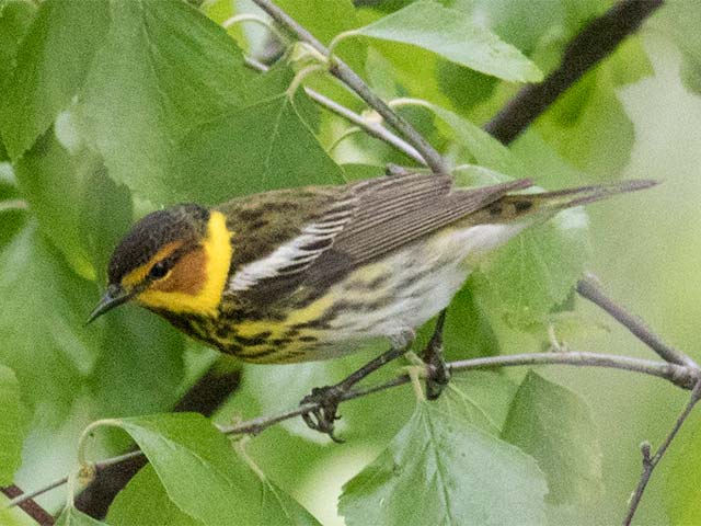 Cape May Warbler - 5/11/2017, Williamsport Dam &copy; David Brown