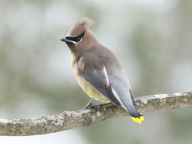 Cedar Waxwing - 12/17/2017, Williamsport Water Authority &copy; Bobby Brown