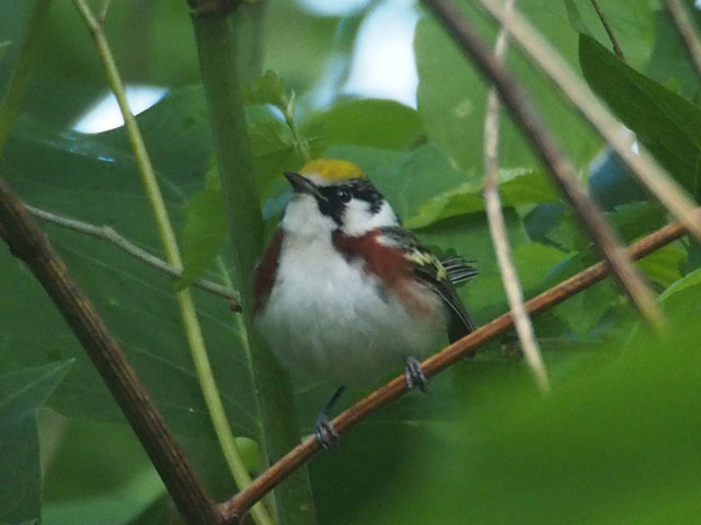 Chestnut-sided Warbler - 5/15/2016, Canfield Island &copy; Bobby Brown