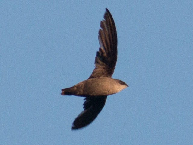 Chimney Swift - 8/4/2016, Williamsport Dam &copy; David Brown