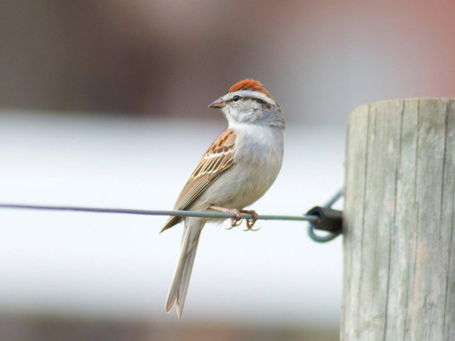 Chipping Sparrow - 4/16/2015, County Farm Conservation Trail &copy; David Brown