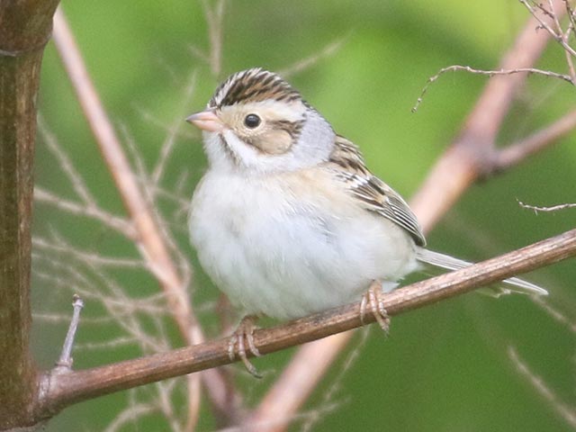 Clay-colored Sparrow - 5/10/2021, Mill St. &copy; Bobby Brown