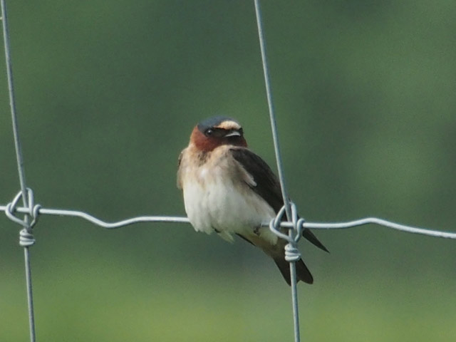 Cliff Swallow - 6/2/2016, Mill St. &copy; Bobby Brown