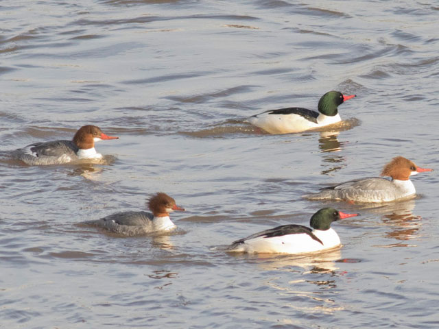 Common Mergansers - 12/20/2016, Williamsport Dam &copy; David Brown