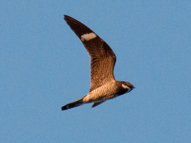 Common Nighthawk - 8/28/2015, Williamsport Dam &copy; David Brown