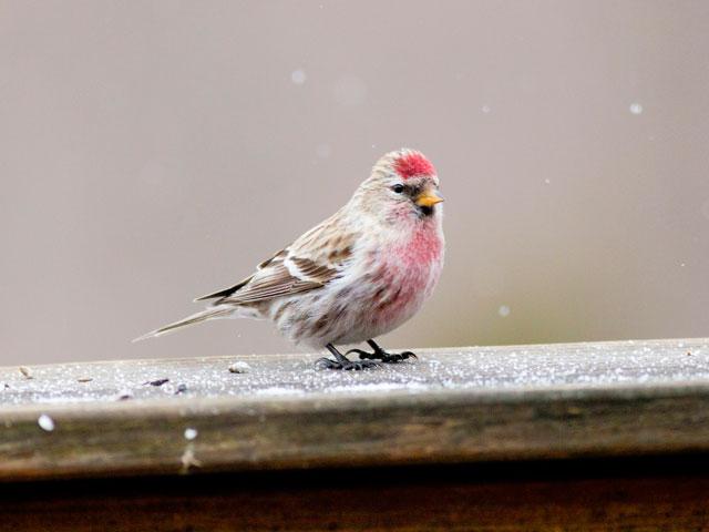 Redpoll (Common) - 2/14/2015, Pennsdale &copy; David Brown