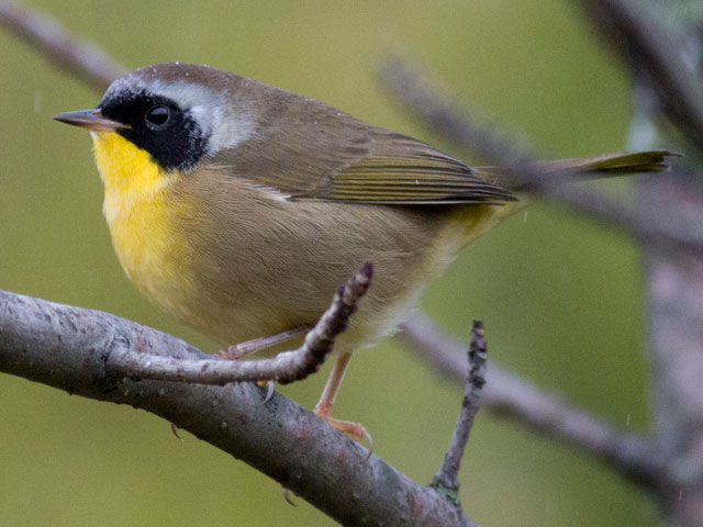 Common Yellowthroat - 9/30/2016, Canfield Island &copy; David Brown