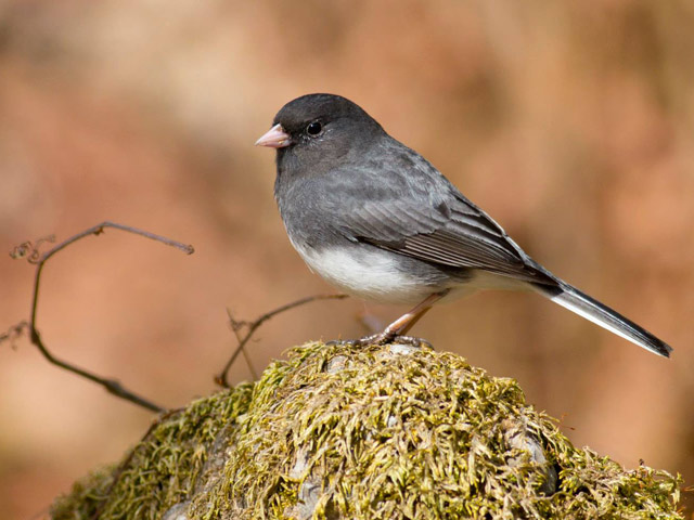 Dark-eyed Junco - 4/2/2015, Williamsport Water Authority &copy; David Brown