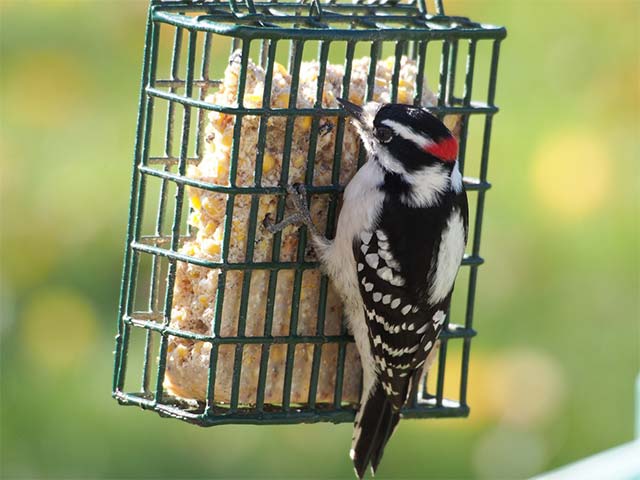 Downy Woodpecker - 11/12/2016, Montoursville &copy; Bobby Brown
