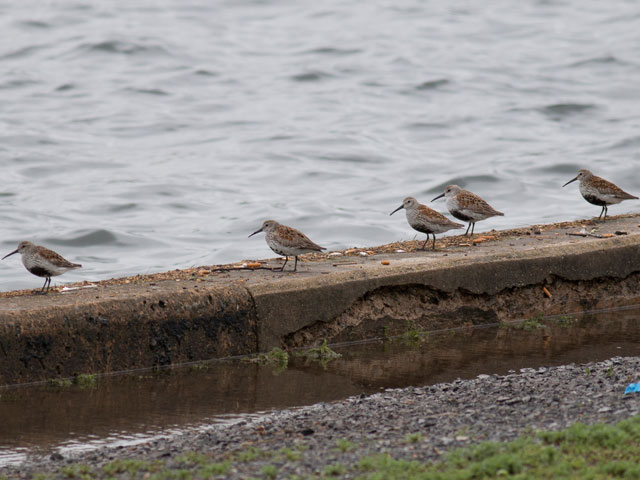 Dunlin - 5/17/2014, Rose Valley Lake &copy; David Brown