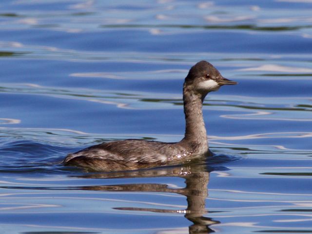 Eared Grebe - 9/12/2016, Rose Valley Lake &copy; Bill Snyder