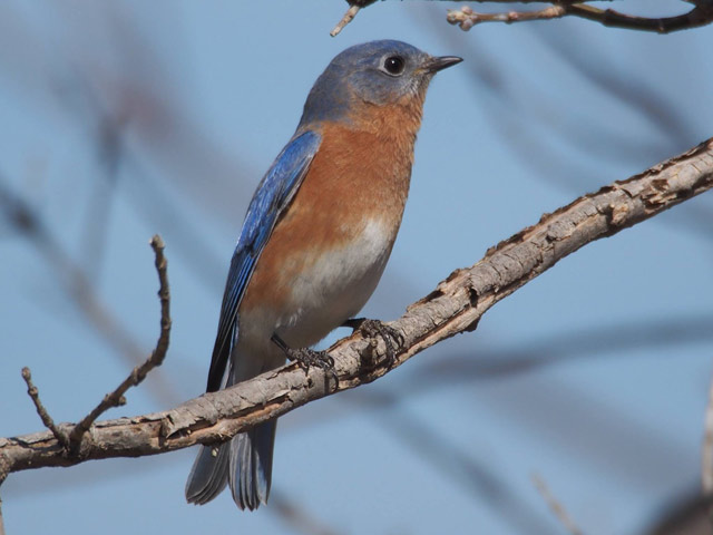 Eastern Bluebird - 5/7/2016, South Williamsport Park &copy; Bobby Brown