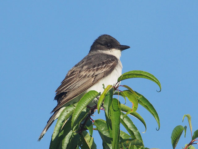 Eastern Kingbird - 7/3/2016, Rose Valley Lake &copy; Bobby Brown