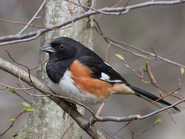 Eastern Towhee - 5/4/2014, Williamsport Water Authority &copy; David Brown