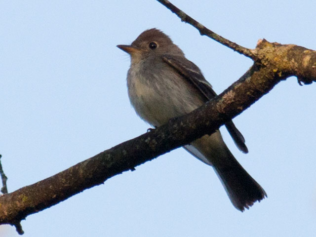 Eastern Wood-Pewee - 9/4/2016, SGL 252 &copy; David Brown