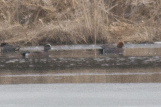 Eurasian Wigeon with American Wigeon and Green-winged Teal - 4/4/2014, Rose Valley Lake &copy; David Brown