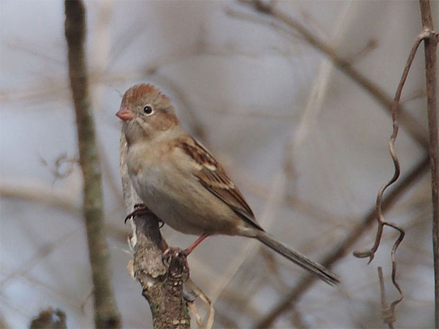 Field Sparrow - 2/24/2017, SGL 252 &copy; Bobby Brown