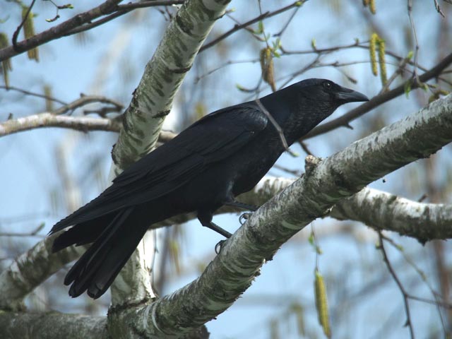 Fish Crow - 4/11/2017, Montoursville &copy; Bobby Brown