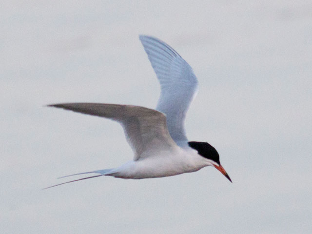 Forster's Tern - 4/11/2015, Williamsport Dam &copy; David Brown