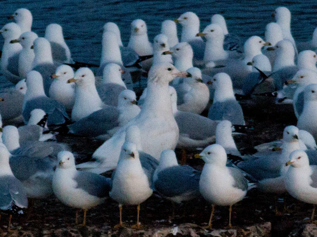 Glaucous Gull - 3/24/2015, Williamsport Dam &copy; David Brown