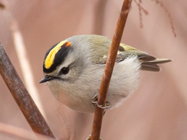 Golden-crowned Kinglet - 12/22/2014, Williamsport Dam &copy; David Brown