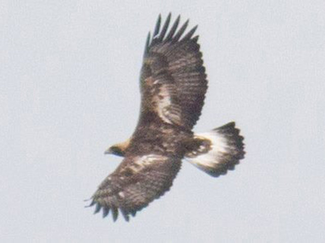 Golden Eagle - 11/11/2015, Route 15 Overlook &copy; David Brown