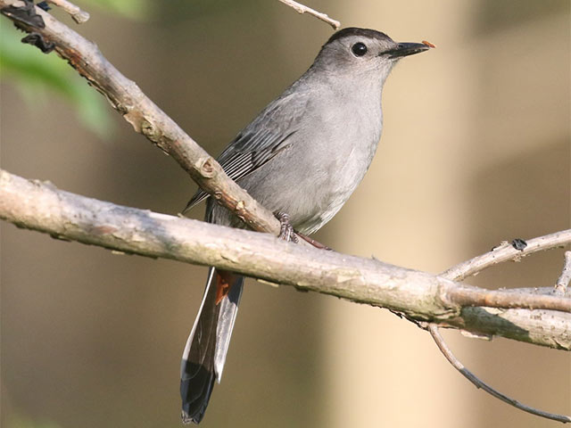 Gray Catbird - 5/8/2018, Canfield Island &copy; Bobby Brown