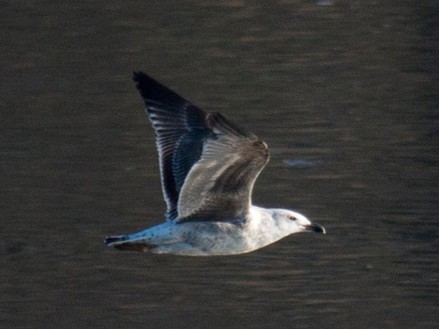 Great Black-backed Gull - 2/22/2016, Williamsport Dam &copy; David Brown