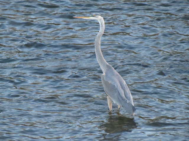 Great Blue Heron - 10/23/2015, Williamsport Dam &copy; Bobby Brown