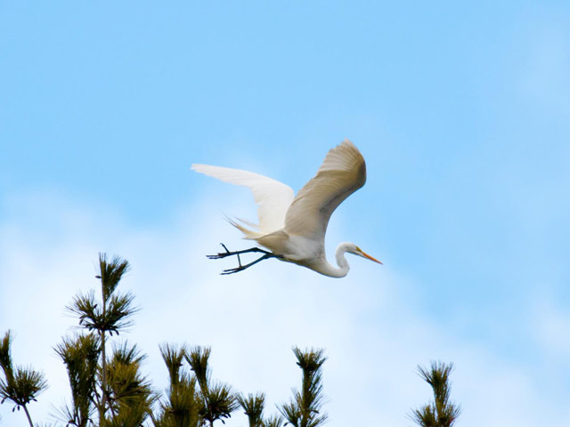 Great Egret - April 2014, Rose Valley Lake &copy; David Brown