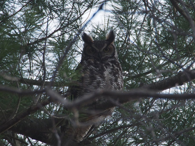 Great Horned Owl - 4/13/2016, Lycoming County Conservation Trail &copy; Bobby Brown