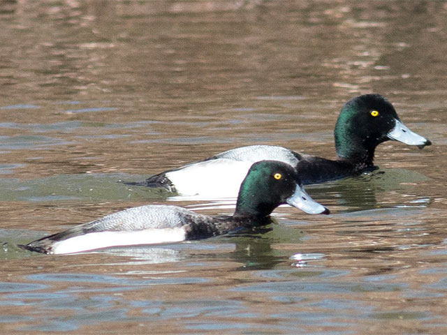 Greater Scaup - 3/18/2015, Mill St. &copy; David Brown
